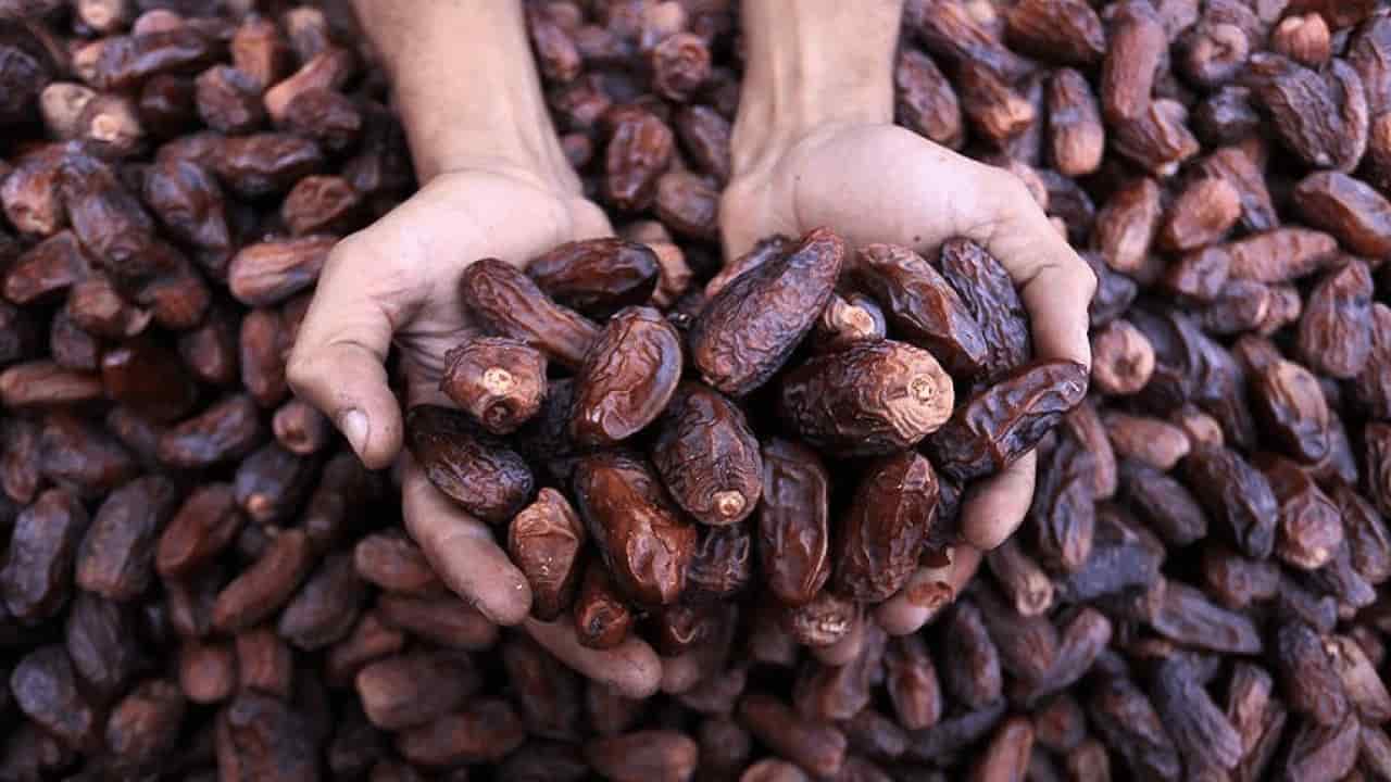 قیمت خرید خرما پیارم کیلویی با فروش عمده